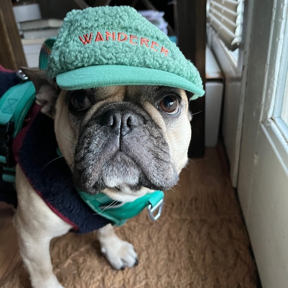 Meet your Posher, Chelsea - Picture 4 of 7